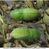 pol icarus pupa1 volg1
